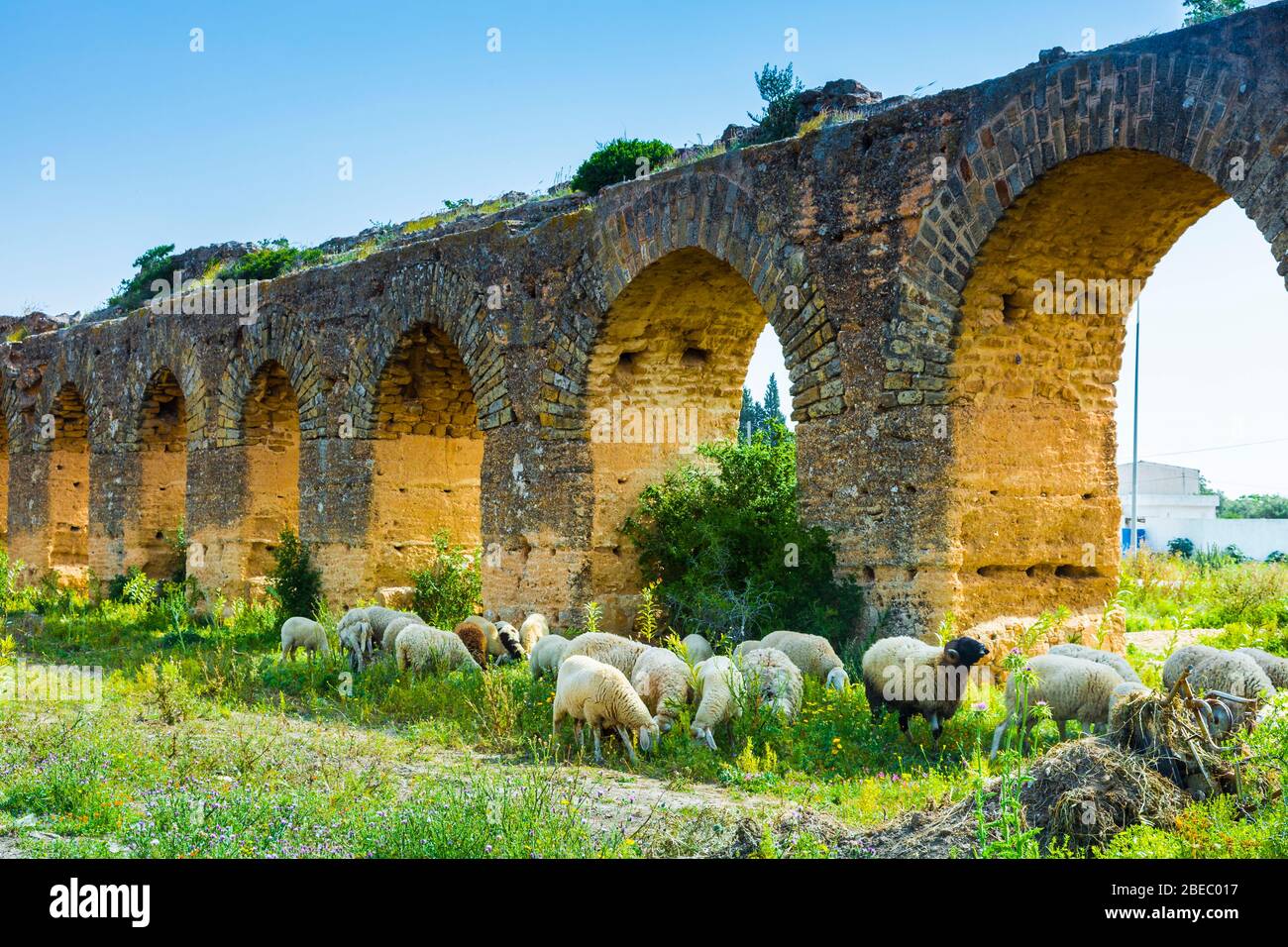 Acquedotto romano e un gregge di pecore. Foto Stock