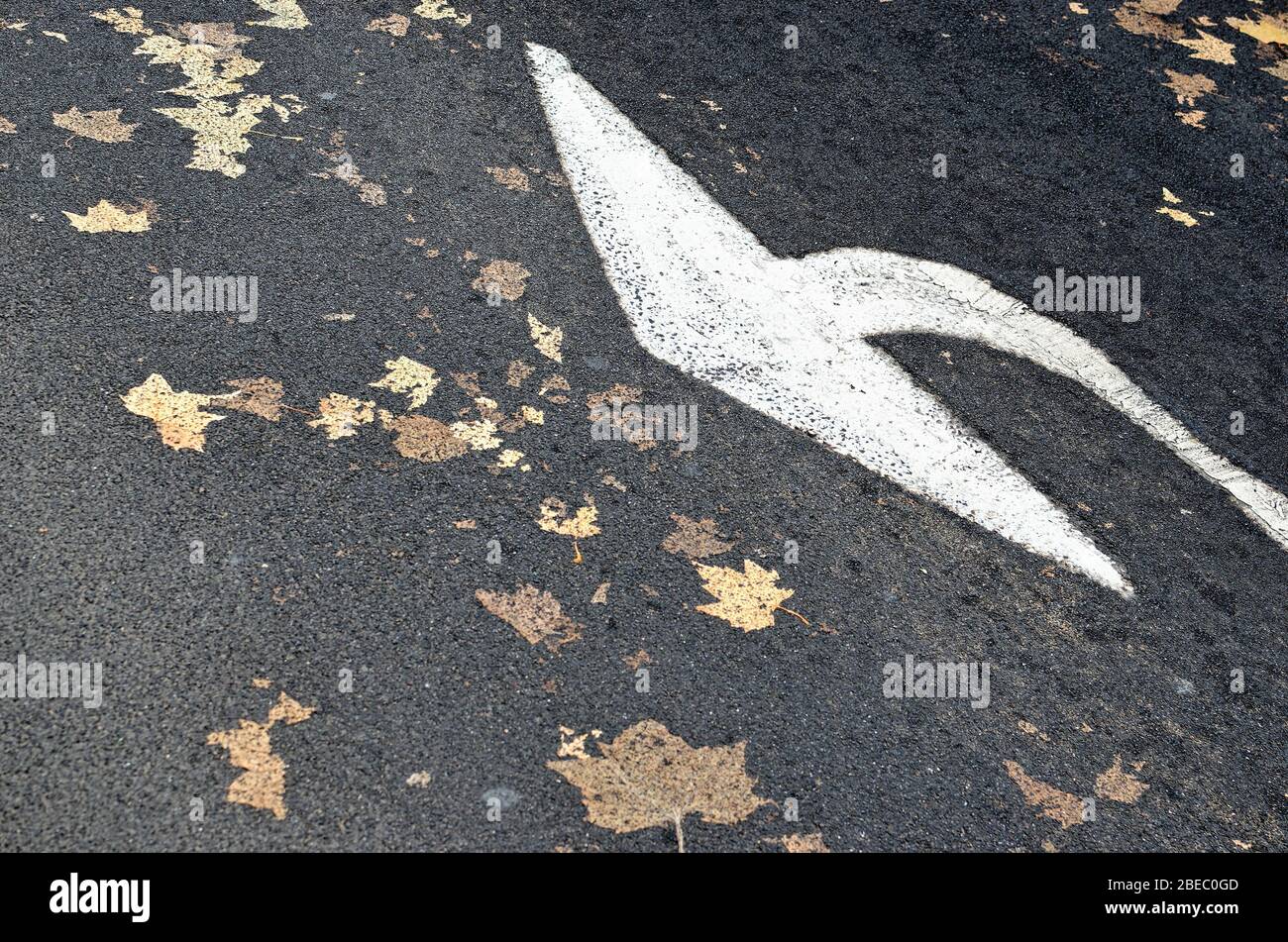 Una freccia dipinta su una superficie stradale con foglie autunnali appiattite che formano un'immagine astratta Foto Stock