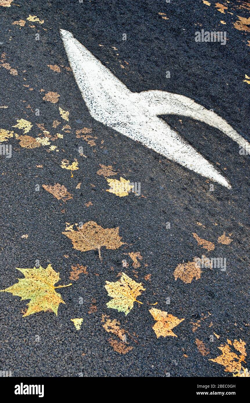 Una freccia dipinta su una superficie stradale con foglie autunnali appiattite che formano un'immagine astratta Foto Stock