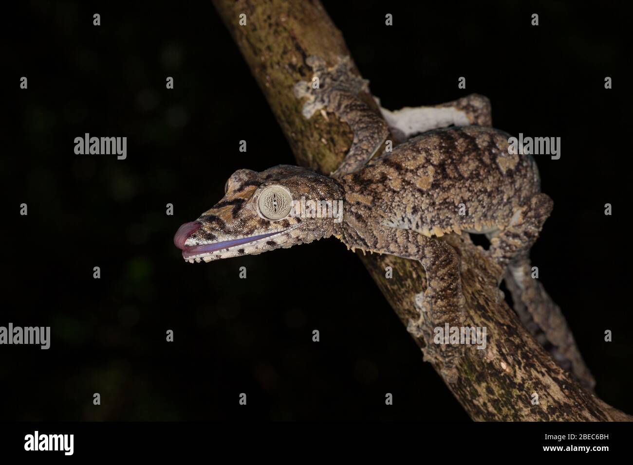Primo piano di un gecko gigante con coda di foglie Foto Stock