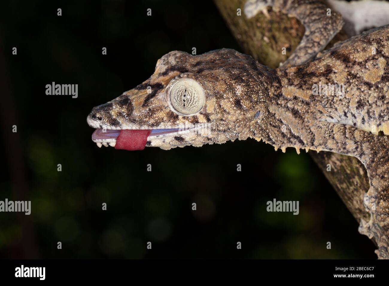 Primo piano di un gecko gigante con coda di foglie Foto Stock