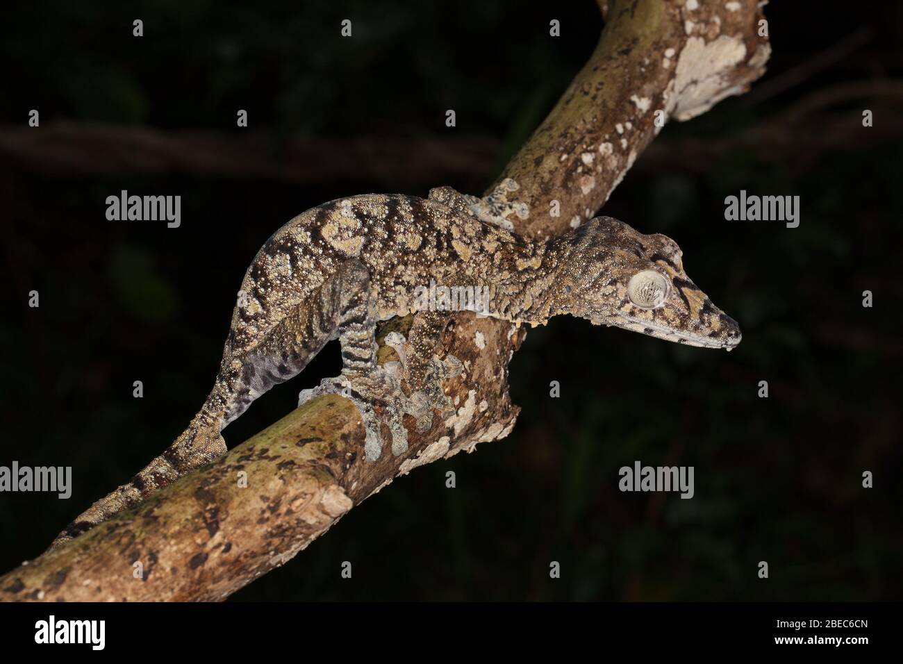 Primo piano di un gecko gigante con coda di foglie Foto Stock