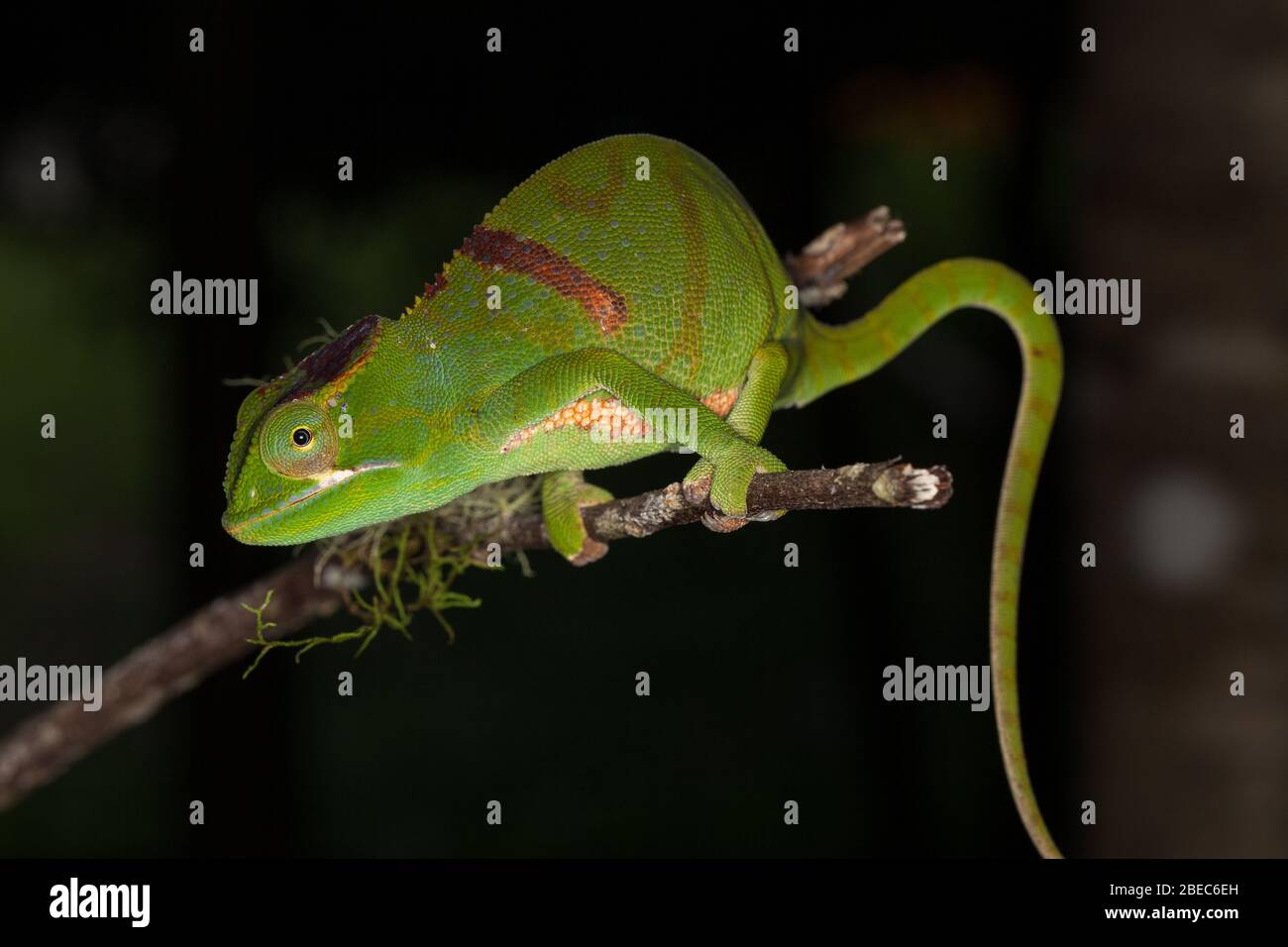 Primo piano di un camaleonte su un albero Foto Stock