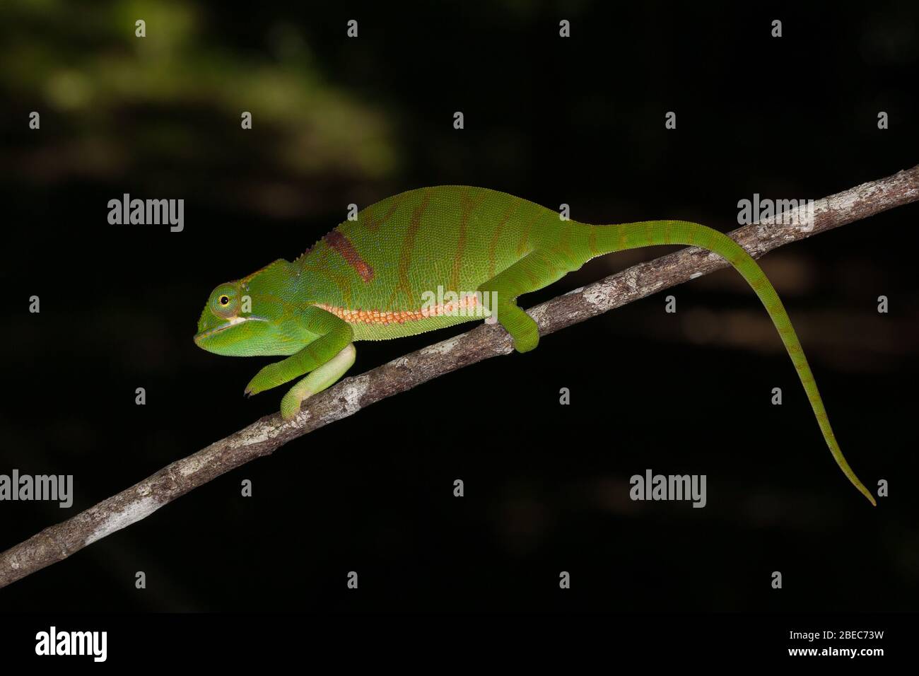 Primo piano di un camaleonte su un albero Foto Stock