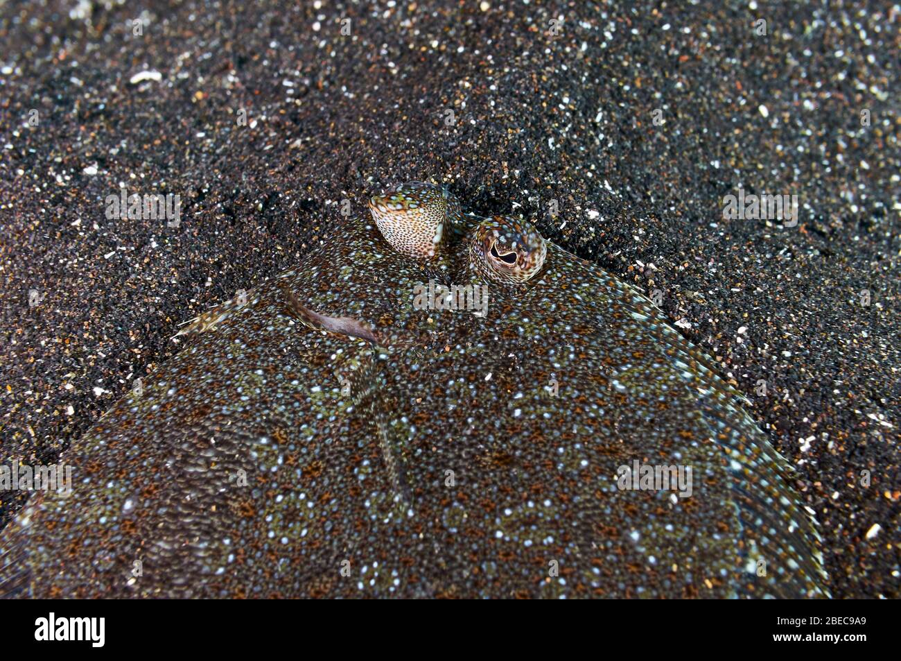 Passera a vista (podas di Bothus) ritratto sottomarino di pesce in primo piano in sabbia vulcanica (Puerto Naos, la Palma, Isole Canarie, Atlantico, Spagna) Foto Stock