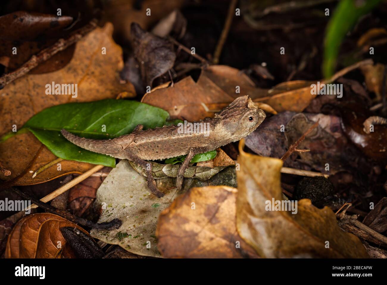 Primo piano di un piccolo camaleonte a terra Foto Stock