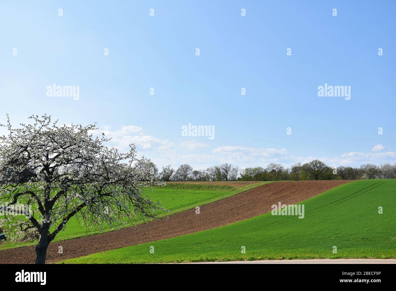 Campagna idilliaca in primavera con campi e alberi Foto Stock