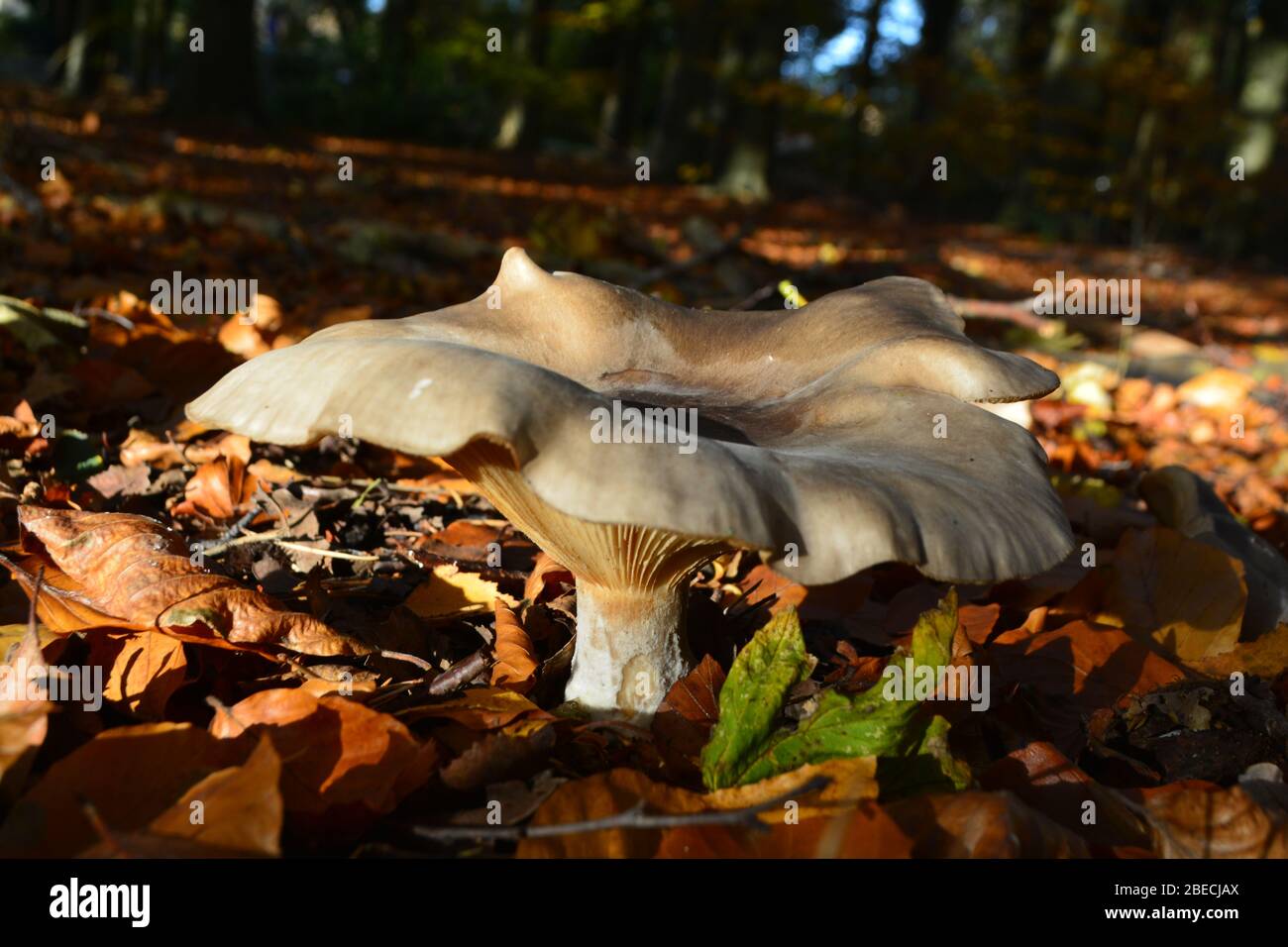 Funghi/sgabello nelle foglie autunnali di un bosco inglese. Foto Stock