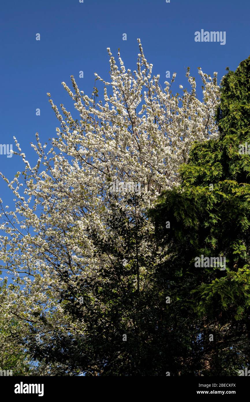 Alberi di ciliegio selvatico in piena fioritura bianca salire sopra alberi più piccoli contro un cielo blu. prunus avium. Foto Stock