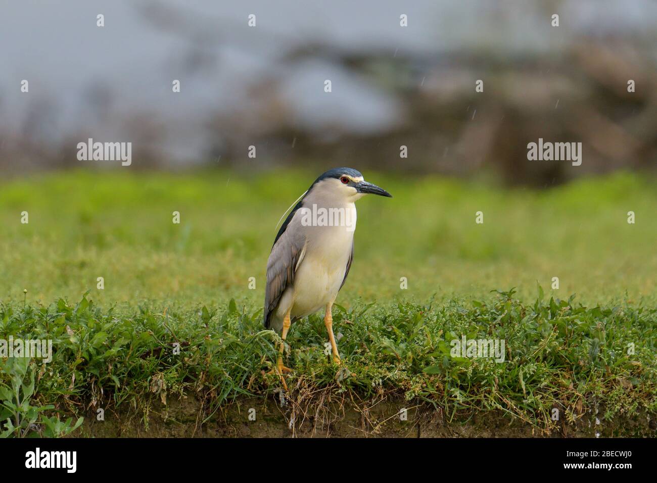 Uccello dell'acqua dell'airone notturno coronato di nero Foto Stock