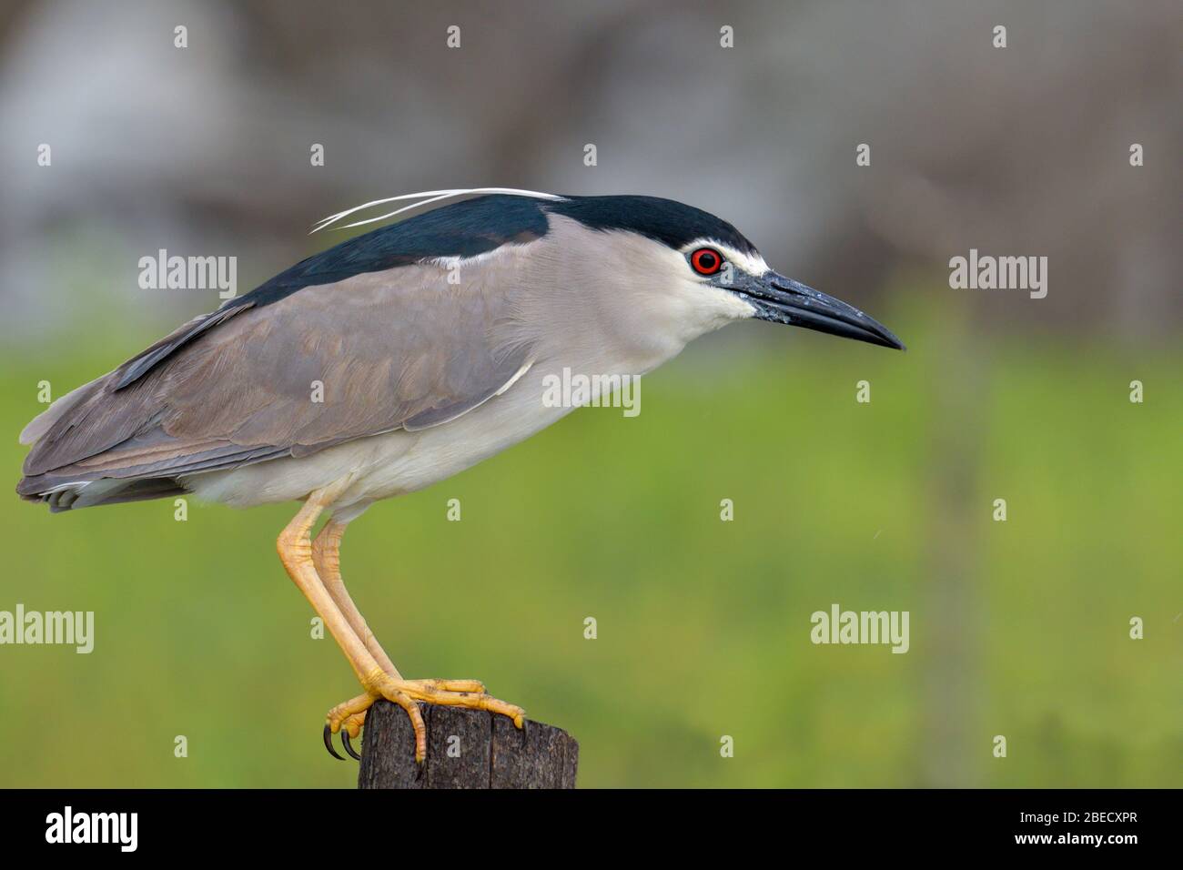 Uccello dell'acqua dell'airone notturno coronato di nero Foto Stock