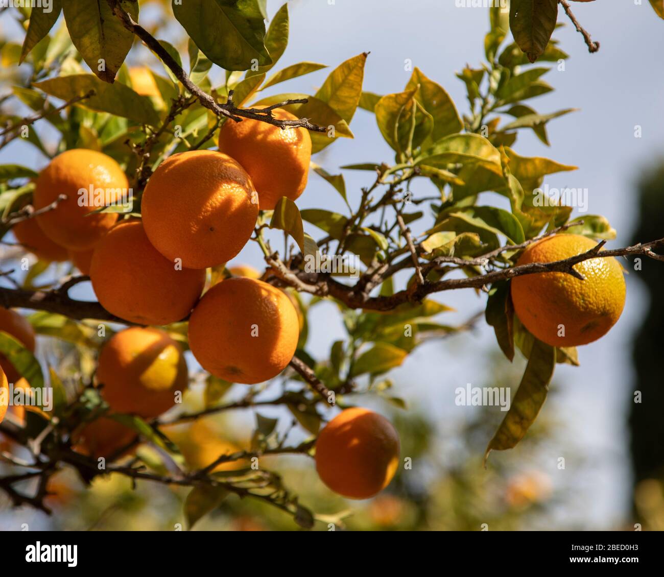 Arance su un albero a Valencia, Spagna Foto Stock