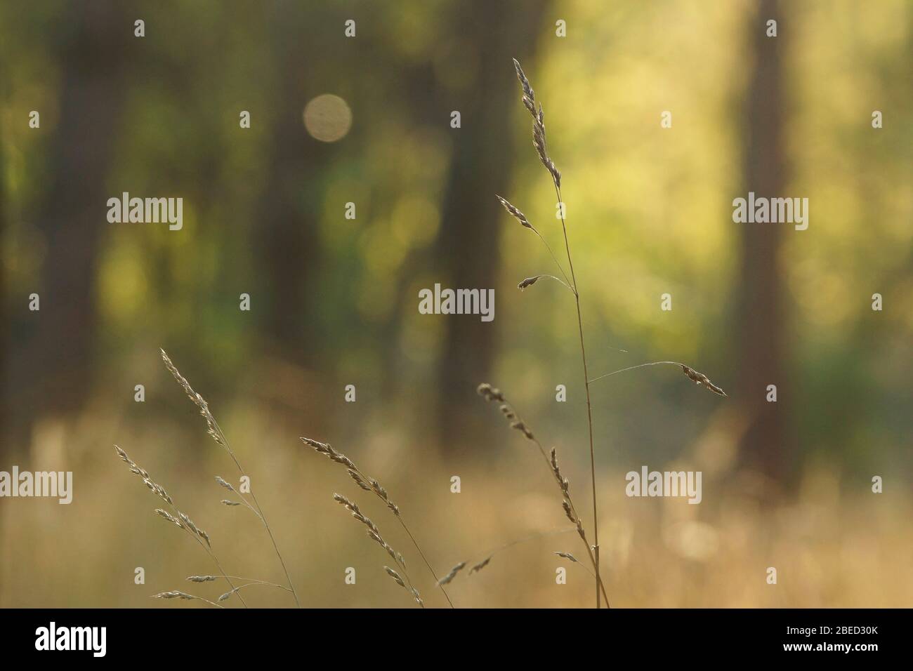 Gräser im Herbst optisch freigestellt Hintergrund unscharf Foto Stock