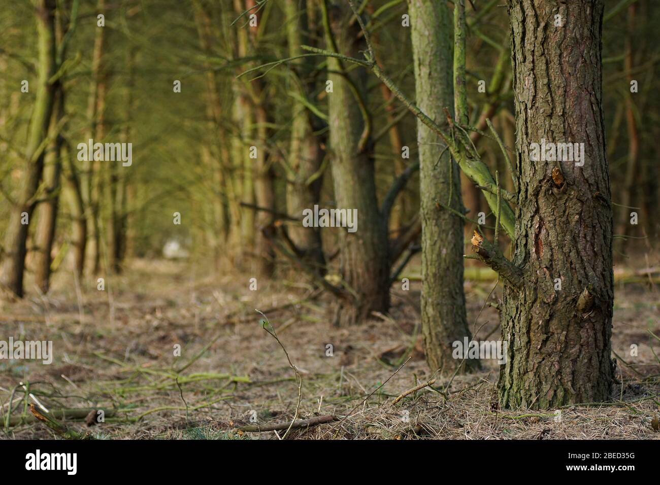 Baumstämme einer Kiefernschonung auf ehemaligen Rieselfeldern Foto Stock