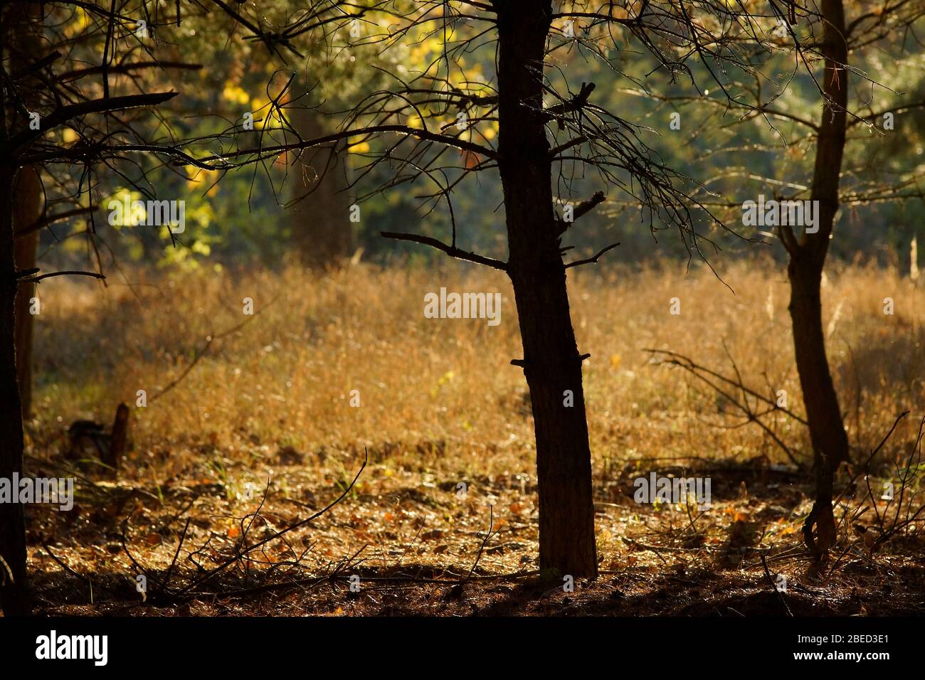 Herbstliche Bäume im Gegenlicht (ehemalile Rieselfelder) Foto Stock