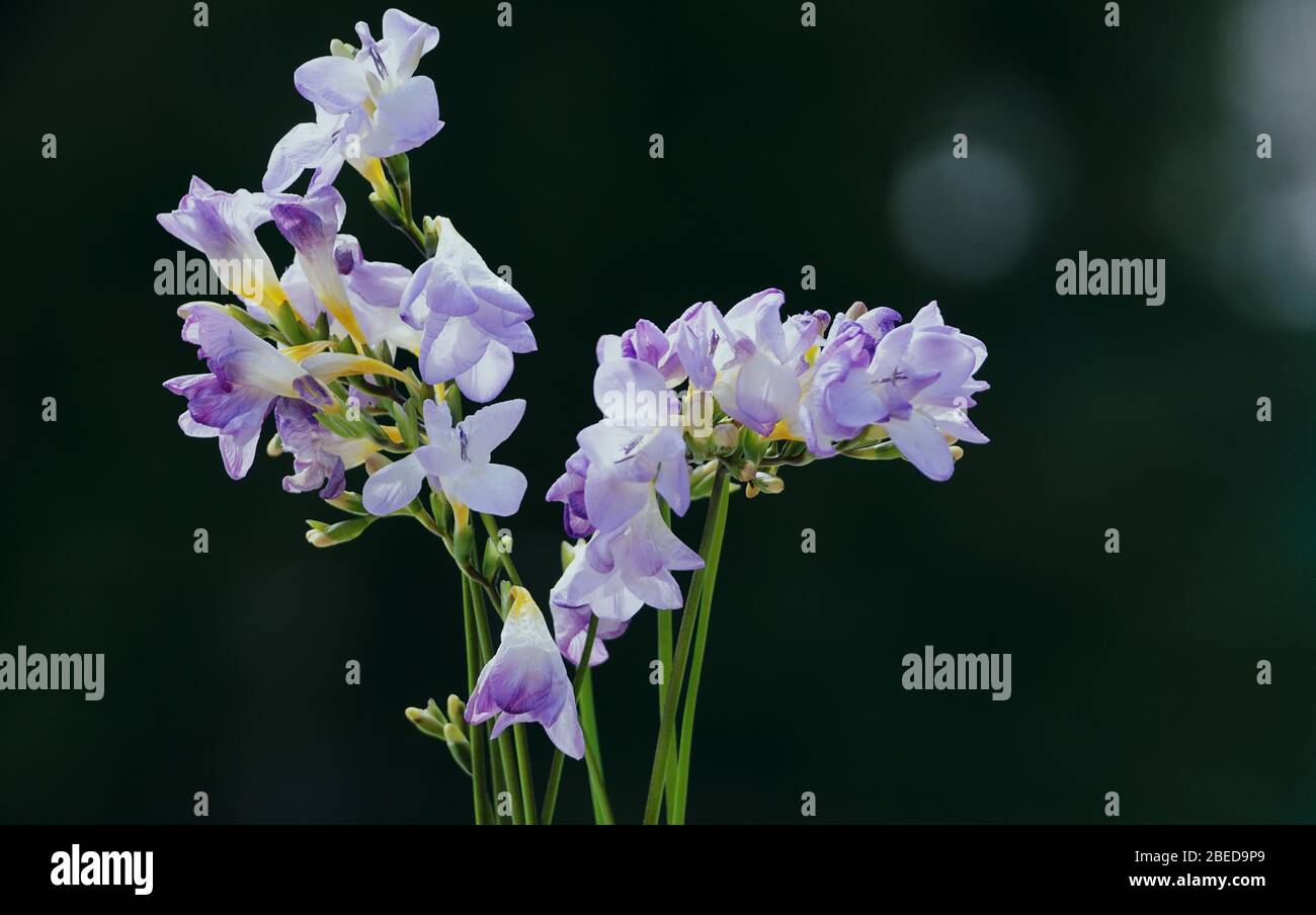 Primo piano di un bouquet di fiori viola pallido di freesia su sfondo scuro Foto Stock
