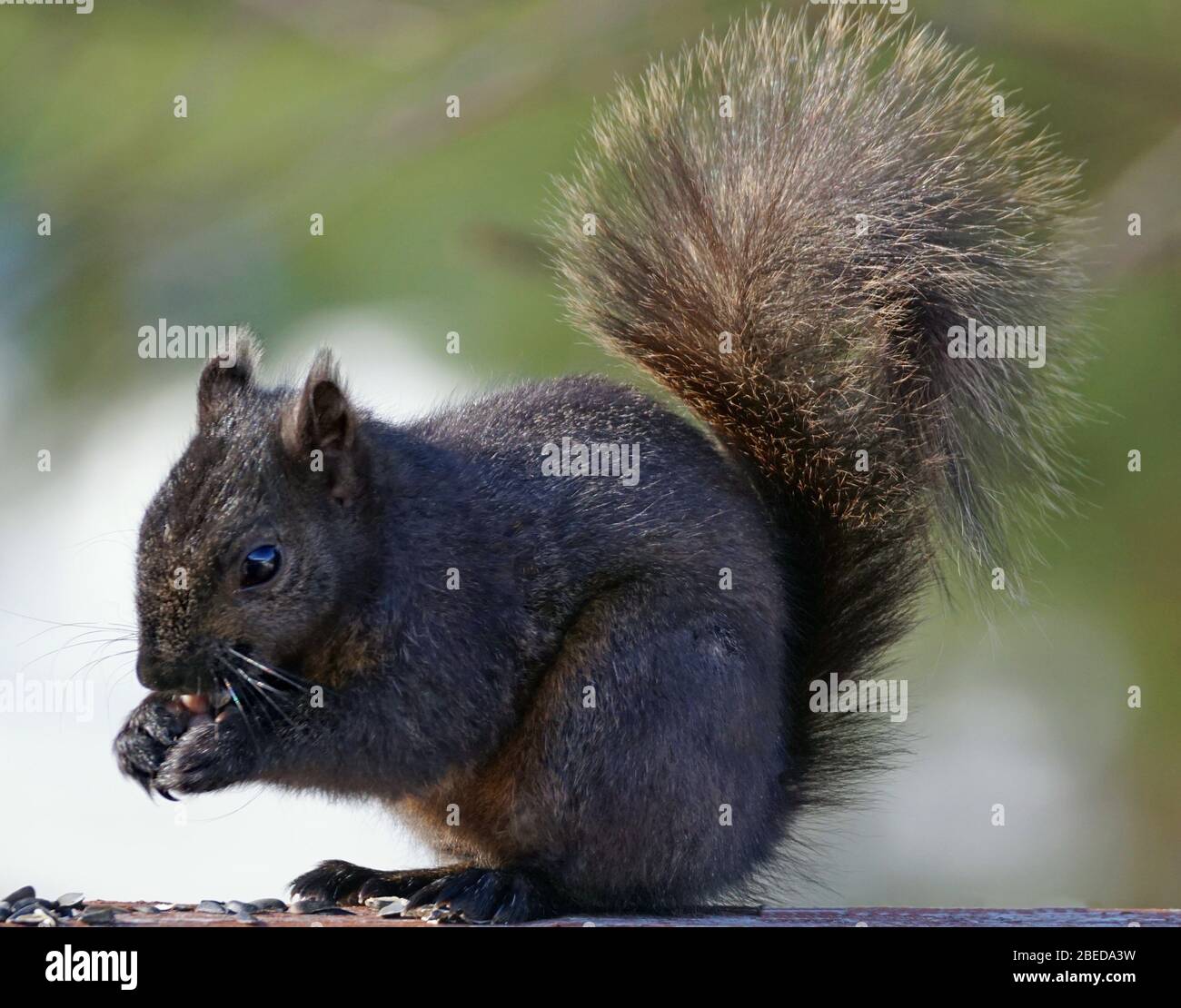 Primo piano di un simpatico scoiattolo nero mangiare un'arachidi su uno sfondo verde e bianco impressionante Foto Stock