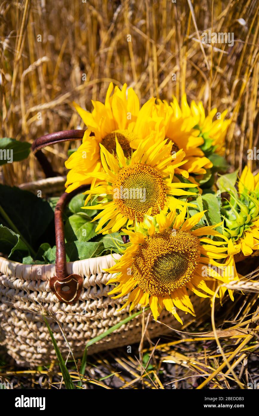 Un bouquet di girasoli si trova in un sacchetto di paglia su un grande campo di grano. Primo piano. Foto Stock