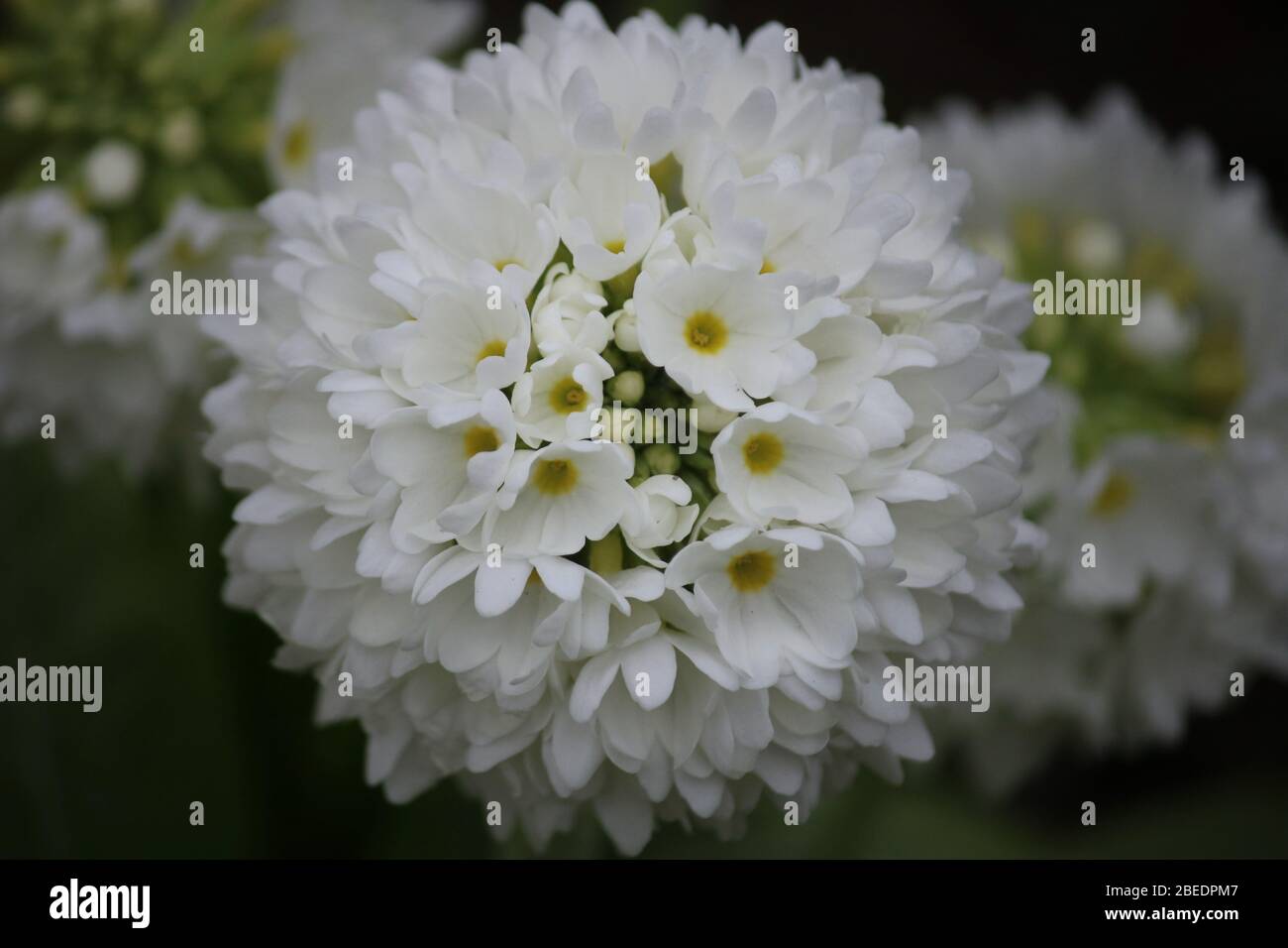 Bastoncino bianco primula densiculate varietà alba Foto Stock