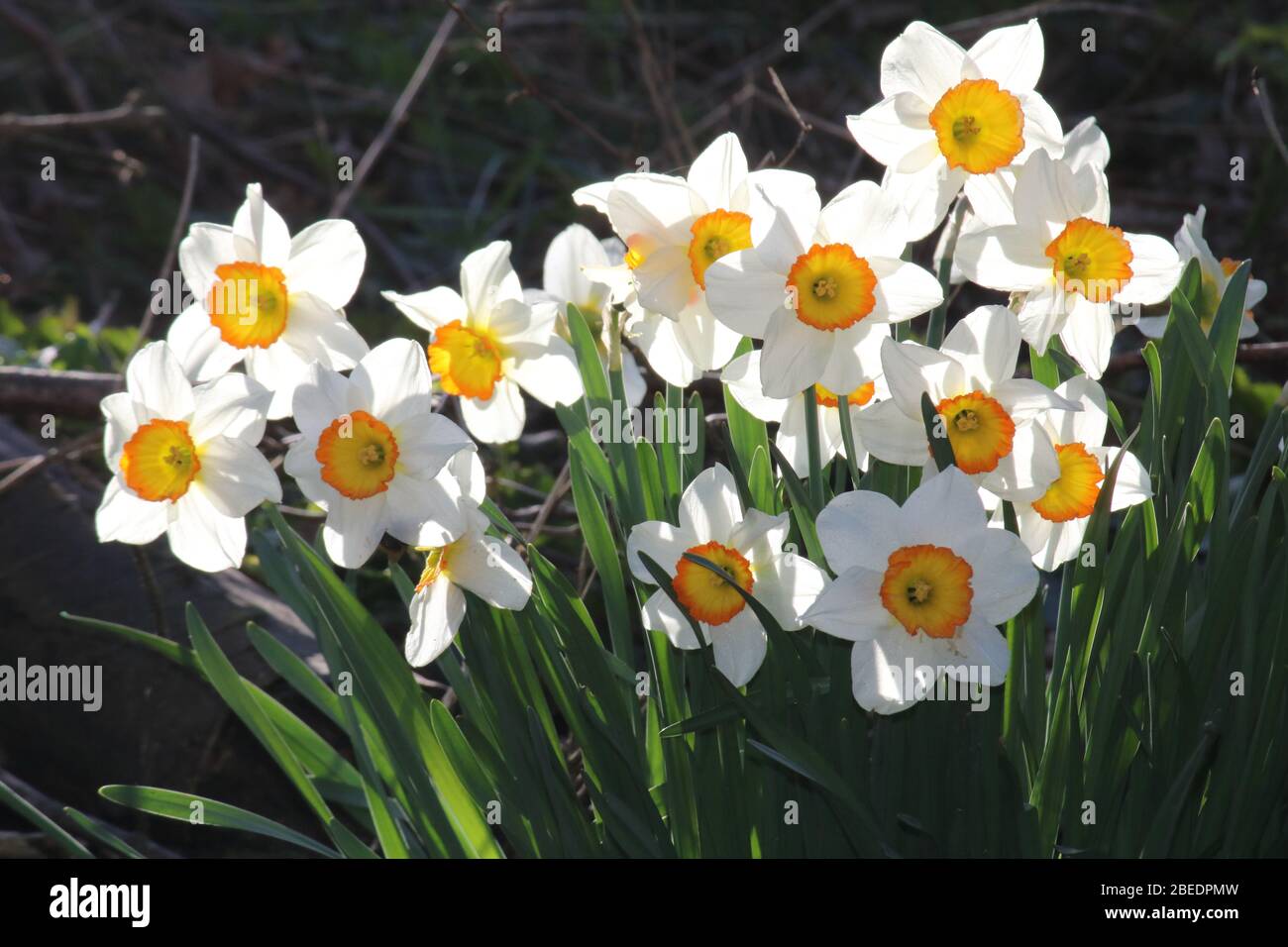 Narcisi retroilluminati dal sole primaverile Foto Stock