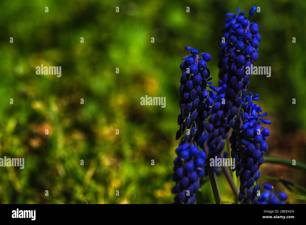 Concept flora : Fiori di giacinti selvatici Foto Stock