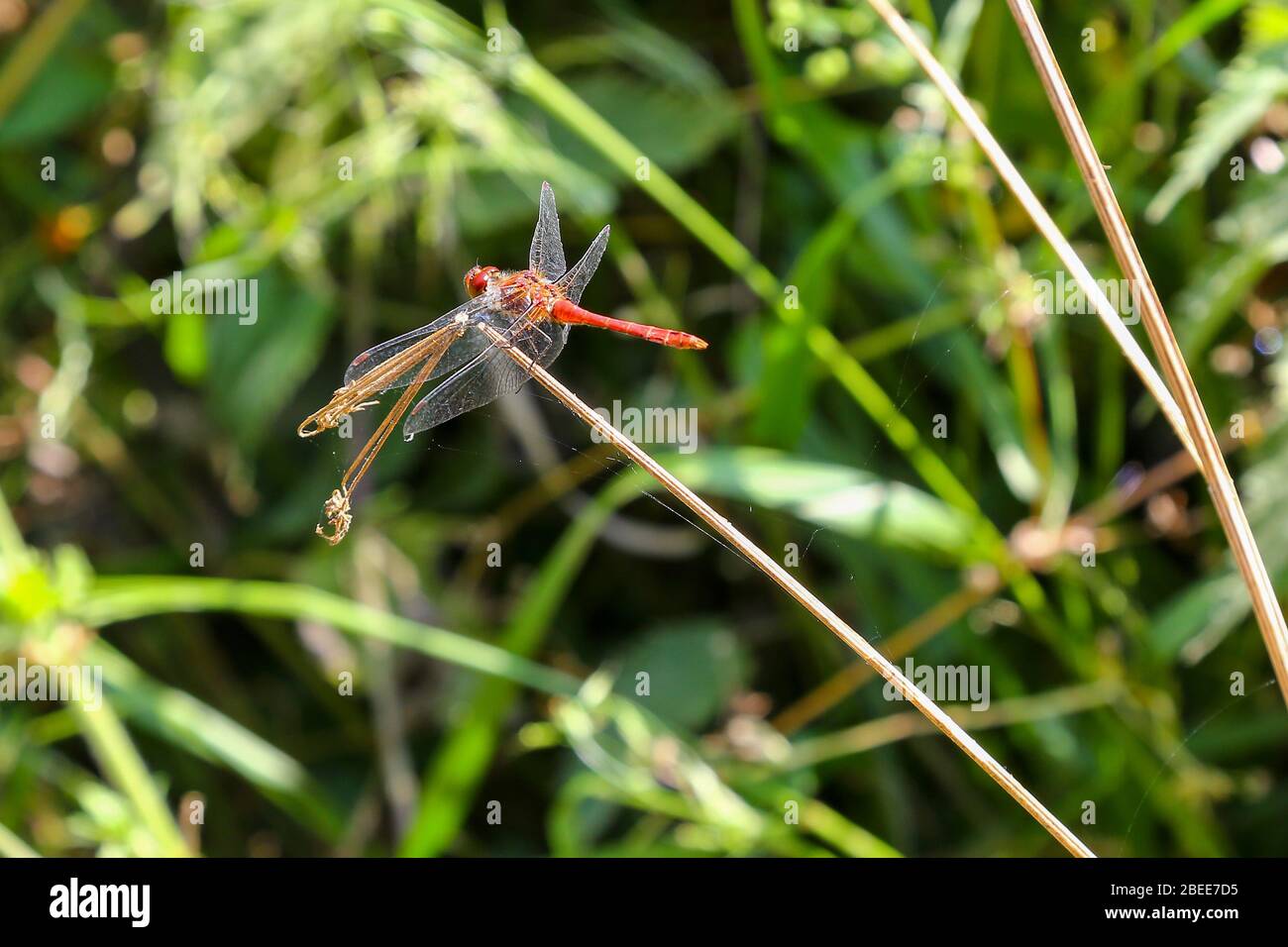 A Ruddy Darter Dragonfly (Sympetrum sanguineum), Somerset, Inghilterra, Regno Unito Foto Stock