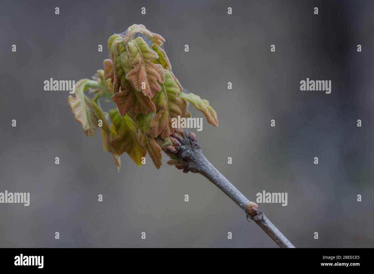Post quercia, Quercus stellata, foglie apertura in primavera Foto Stock