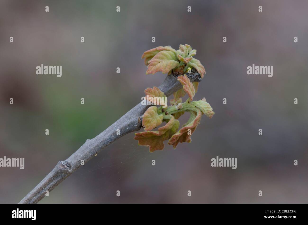 Post quercia, Quercus stellata, foglie apertura in primavera Foto Stock