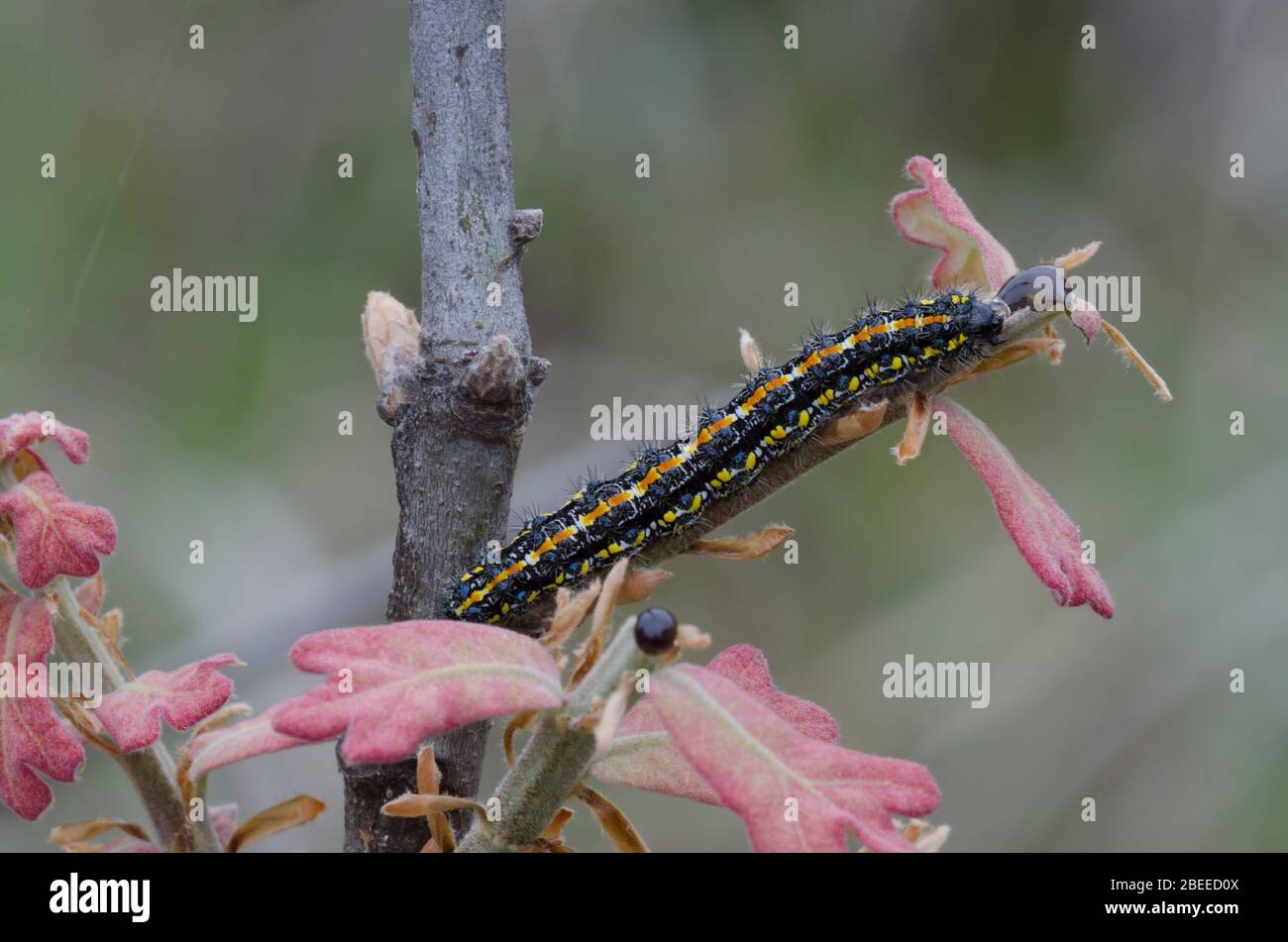 Haplaya Moth di LeConte, Haplaya lecontei, larva nutrimento su Blackjack Oak, Quercus marilandica, foglie emerse di recente in primavera Foto Stock