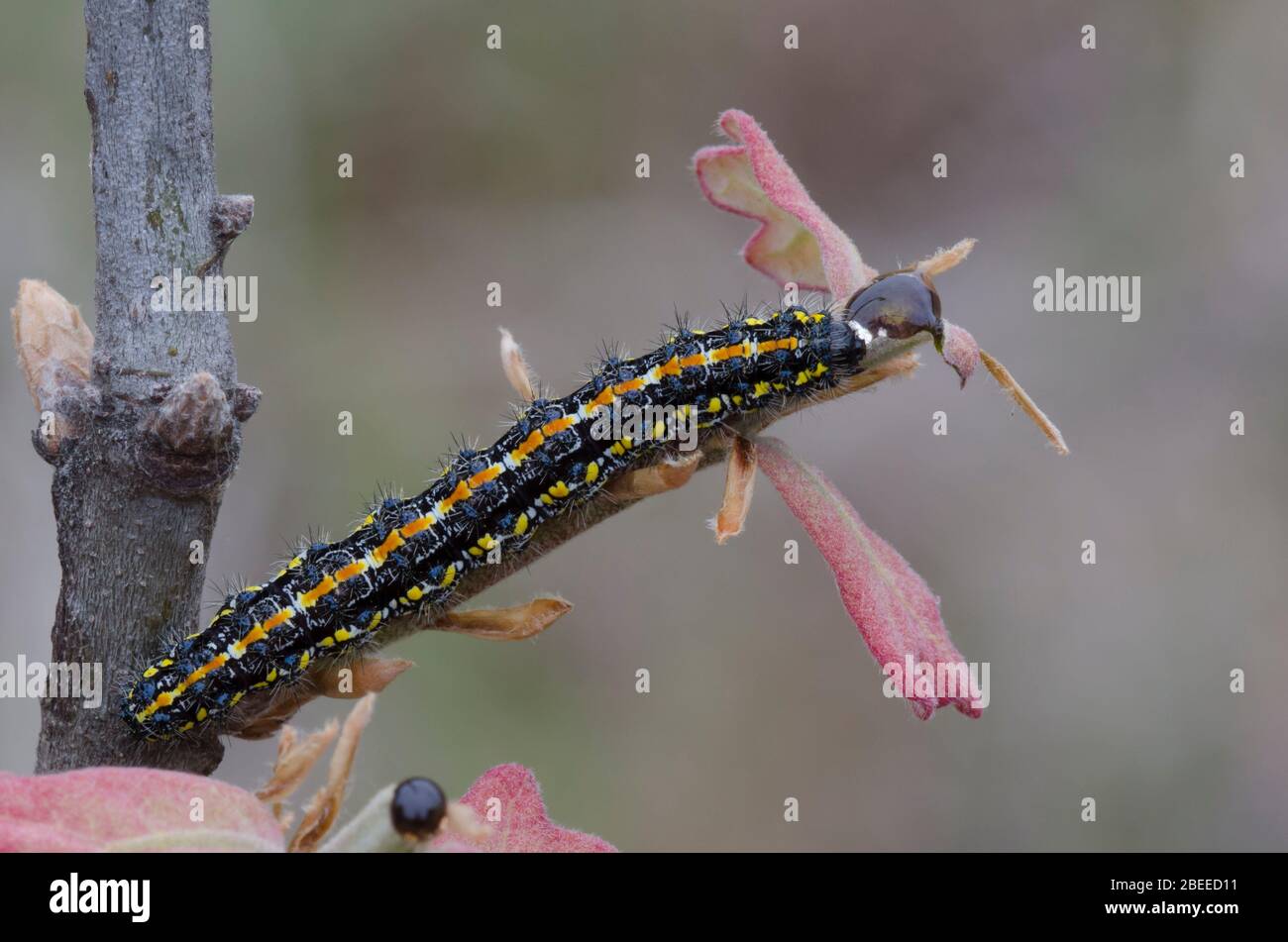 Haplaya Moth di LeConte, Haplaya lecontei, larva nutrimento su Blackjack Oak, Quercus marilandica, foglie emerse di recente in primavera Foto Stock