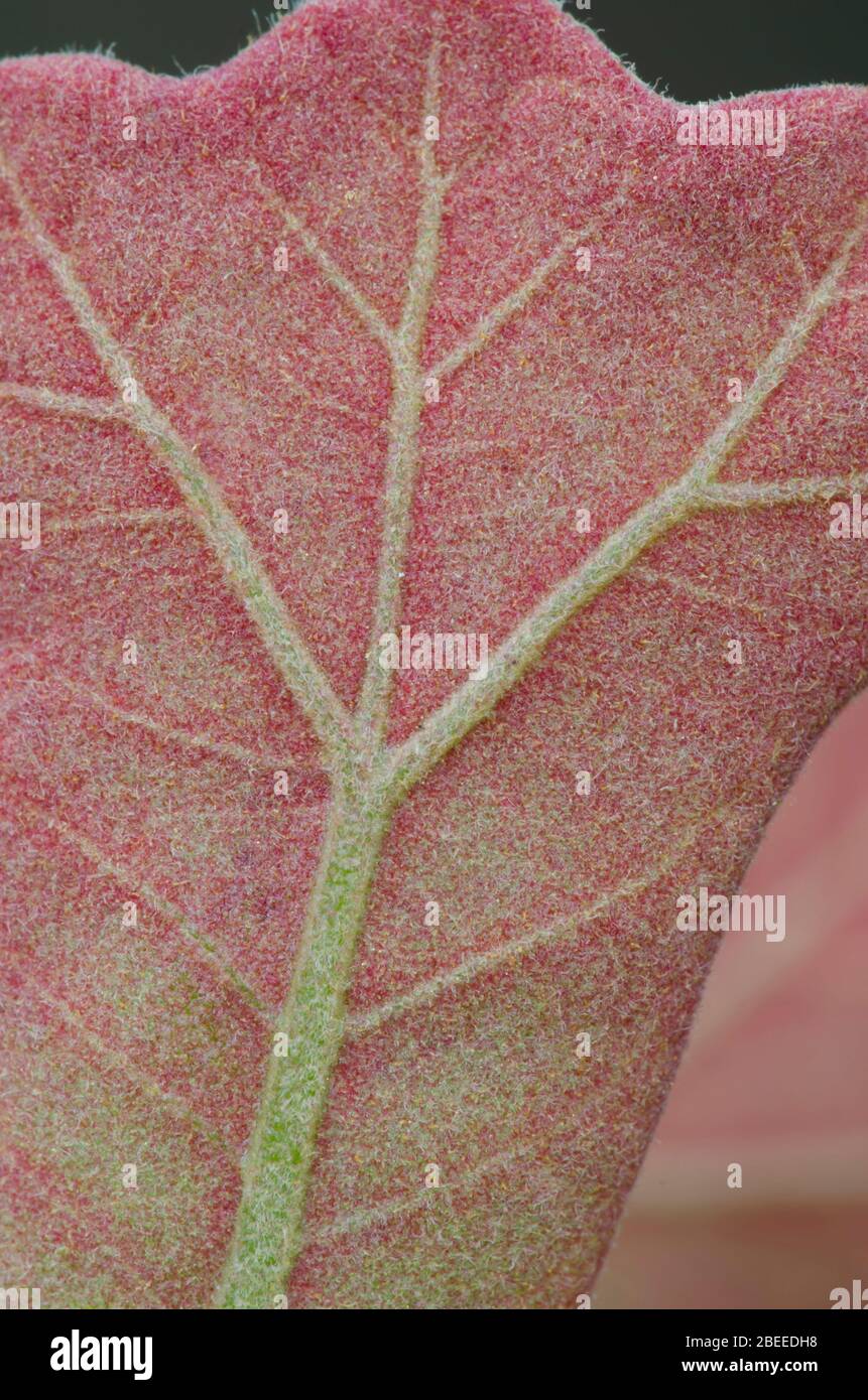 Blackjack Rovere, Quercus marilandica, fresco emerse foglia in primavera Foto Stock