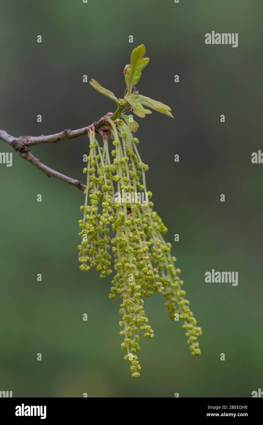 Post quercia, Quercus stellata, foglie e cetrioli apertura in primavera Foto Stock
