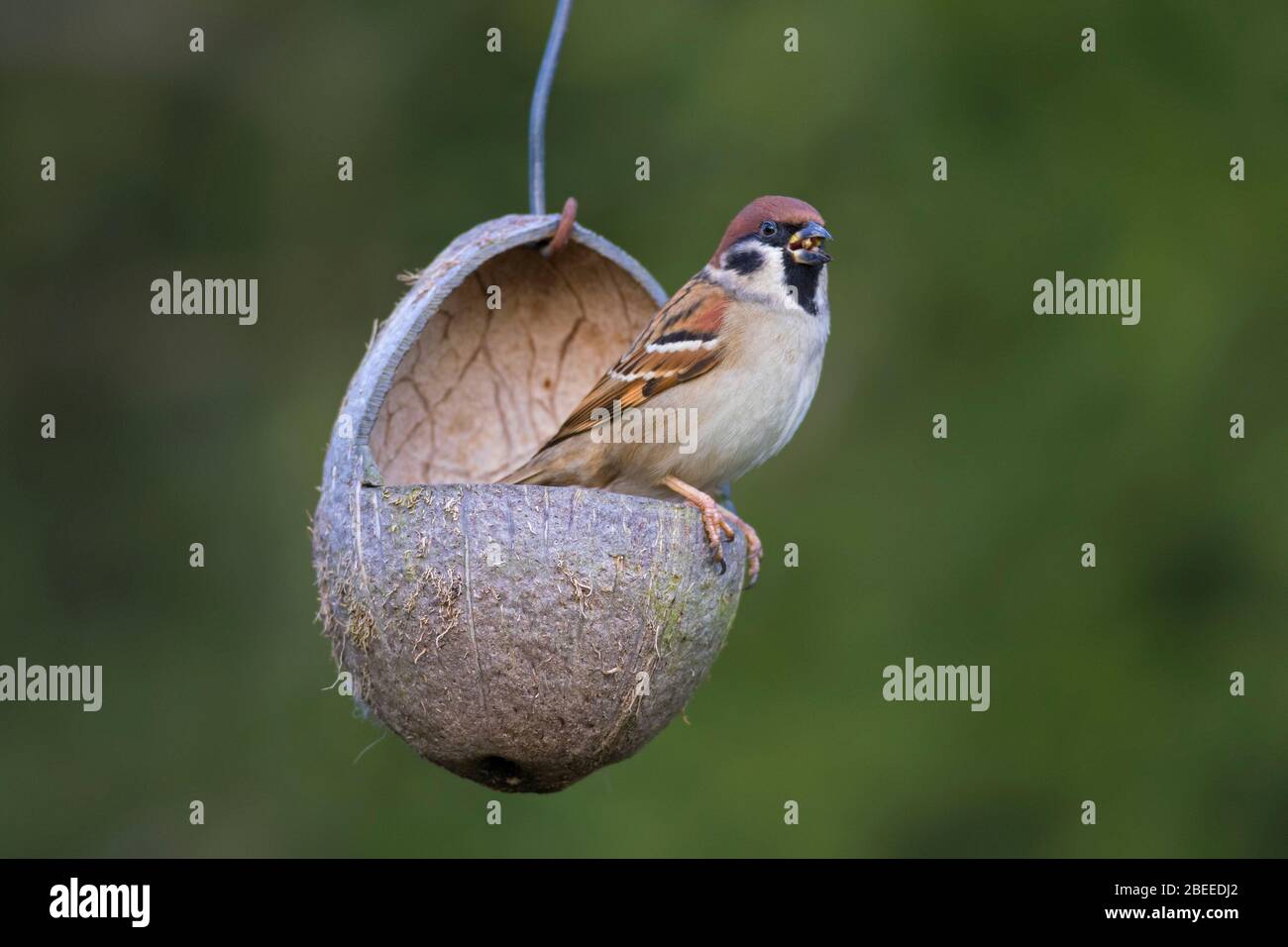 Passero Eurasiano (montano Passer) arroccato su alimentatore di cocco / birdfeeder in giardino in inverno Foto Stock