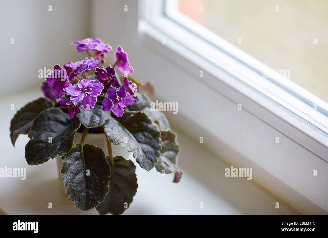 Fiori di zambar saintpaulia viola in una pentola sulla finestra. Fiore viola. Profondità di campo bassa. Spazio di copia. Foto Stock