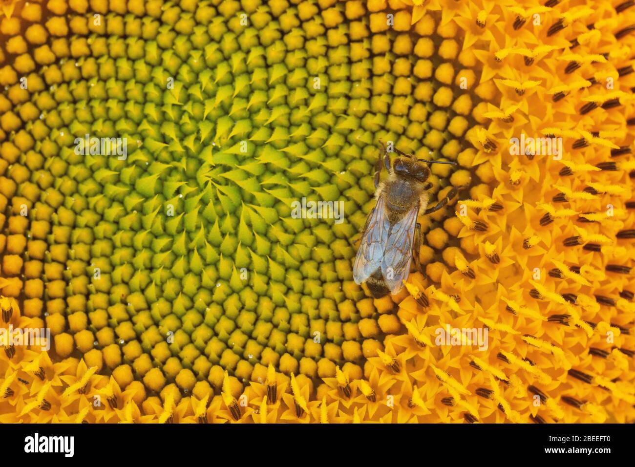Un ape che si nutre di un girasole in Provenza, Francia Foto Stock