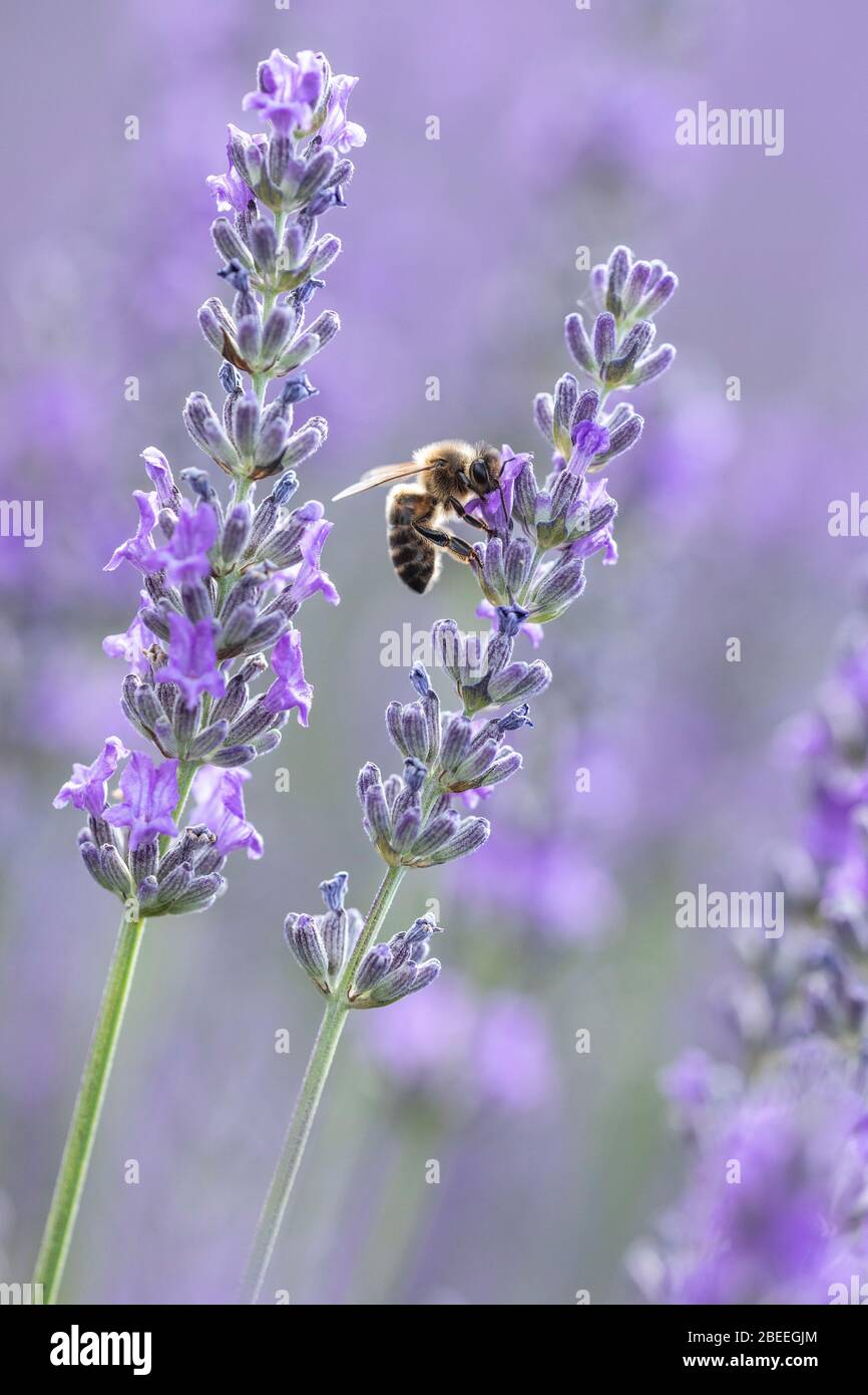 Un'ape che si gode di nutrirsi sulla lavanda dolce della Provenza, Francia Foto Stock