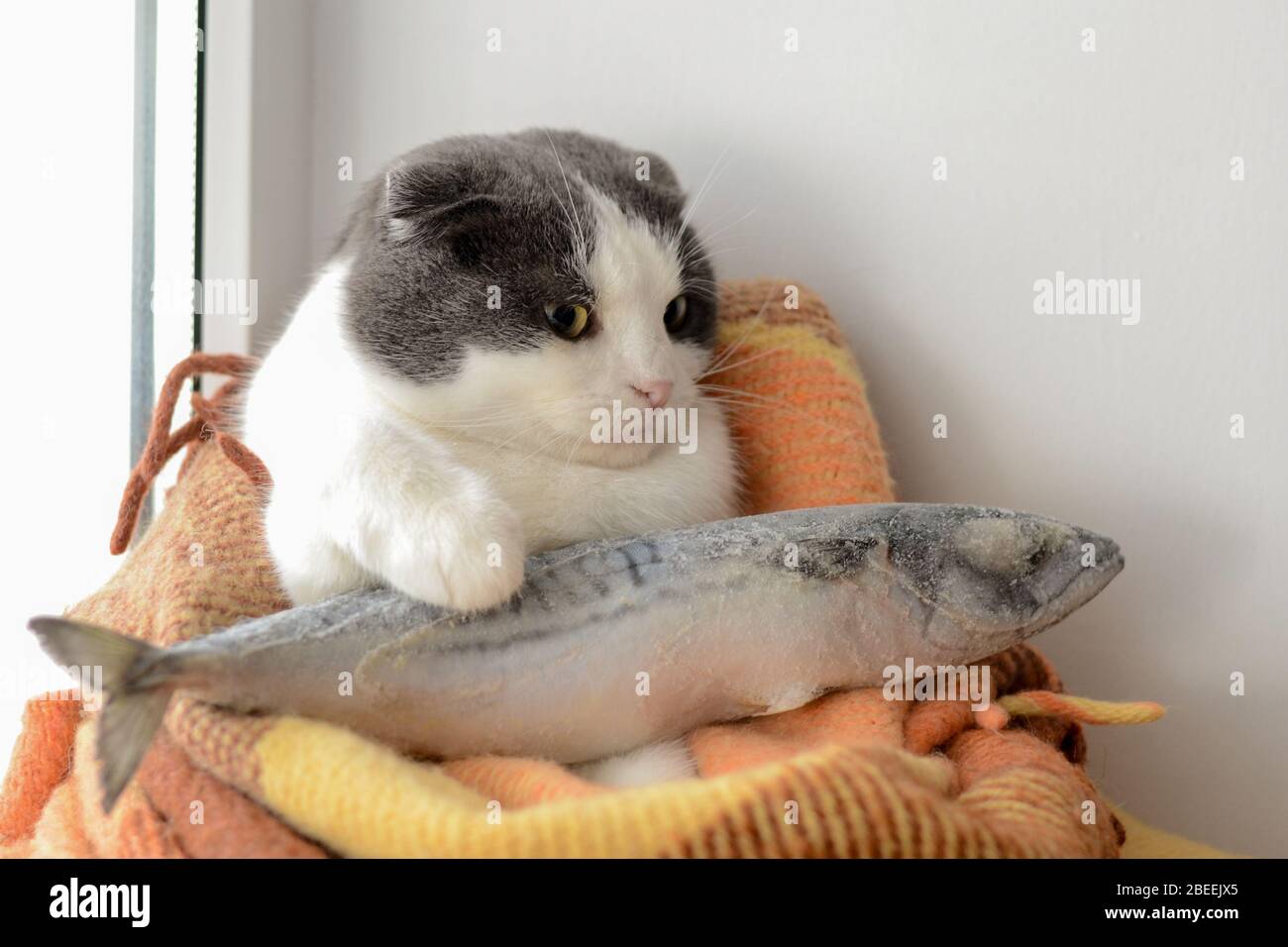 Il gatto avvolto in una coperta tiene i pesci congelati grandi Foto Stock