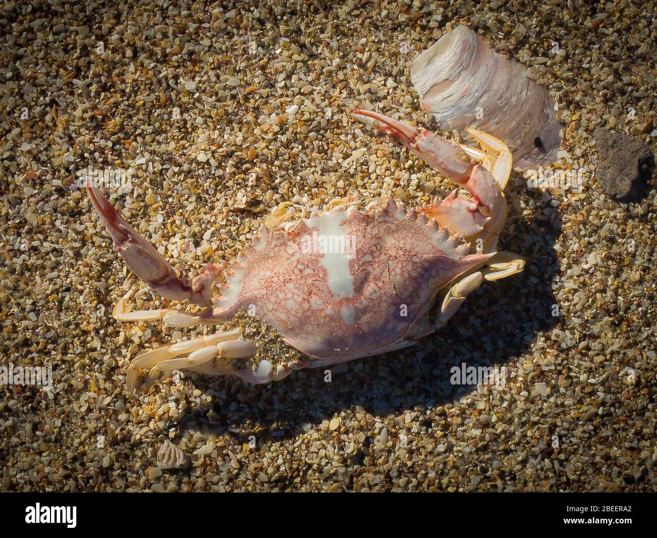 Un piccolo granchio defunto colorato si trova su una spiaggia sabbiosa nella baia di Kino, sonora, Messico. Foto Stock