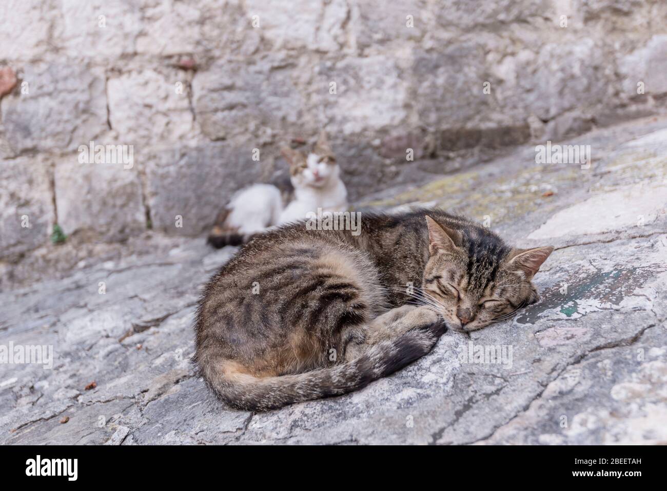 Un giovane gatto marrone di strada che si schiantano su vecchie rocce muschiate in un giorno soleggiato. Animali domestici ammessi. Foto Stock