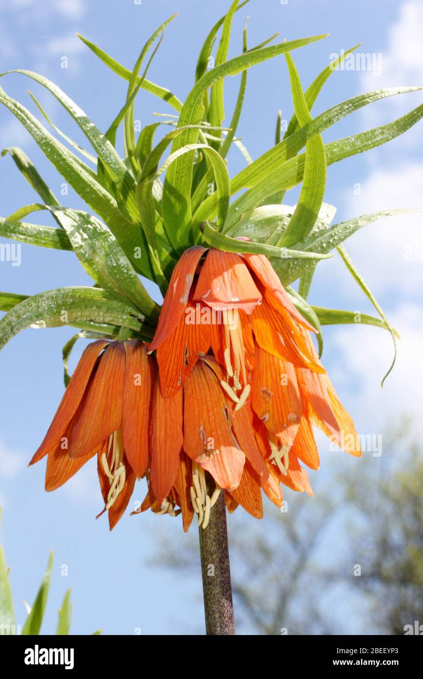 Una corona fiorita colorata dell'imperatore (Fritillaria imperialis), della famiglia dei giglio Eine bunt blühende Kaiserkrone (Fritillaria imperialis), aus der fa Foto Stock