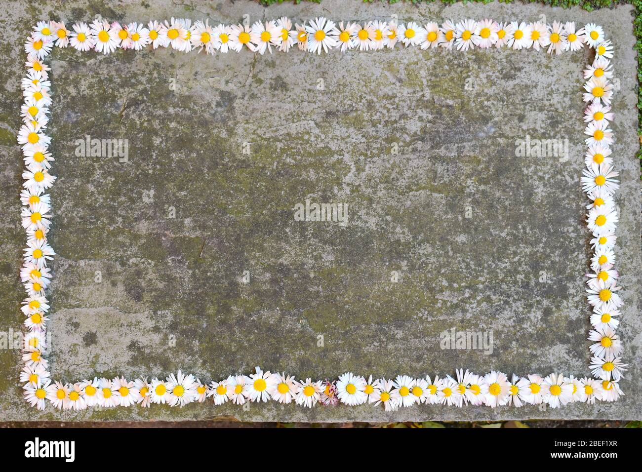Cornice floreale daisy bianco con fiore centrale giallo apre la mattina. Il disco centrale ospita fiori petali chiamati raggi NO foglie gambo sostiene uno fiore. Foto Stock