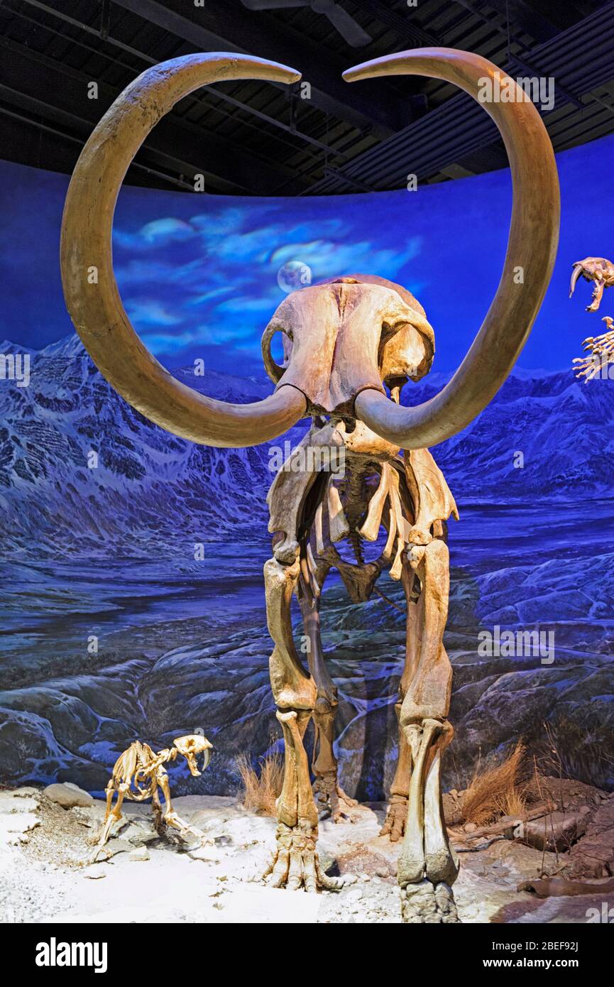 La mammota lanosa (Mammuthus primigenius) esposta al Museo reale di Paleontologia del Tyrrell. Drumheller Alberta Canada Foto Stock