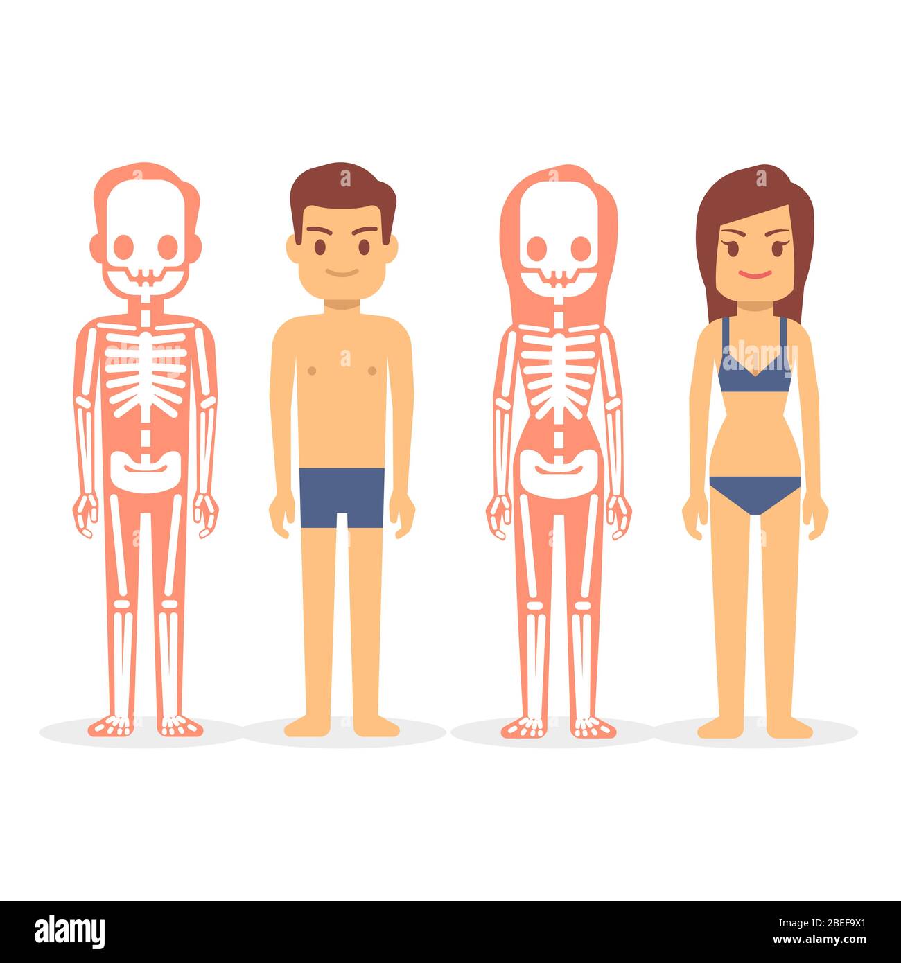 Uomo e donna, scheletri maschili e femminili isolati su sfondo bianco. Scheletro uomo e donna, illustrazione vettoriale corpo umano femminile e maschile Illustrazione Vettoriale