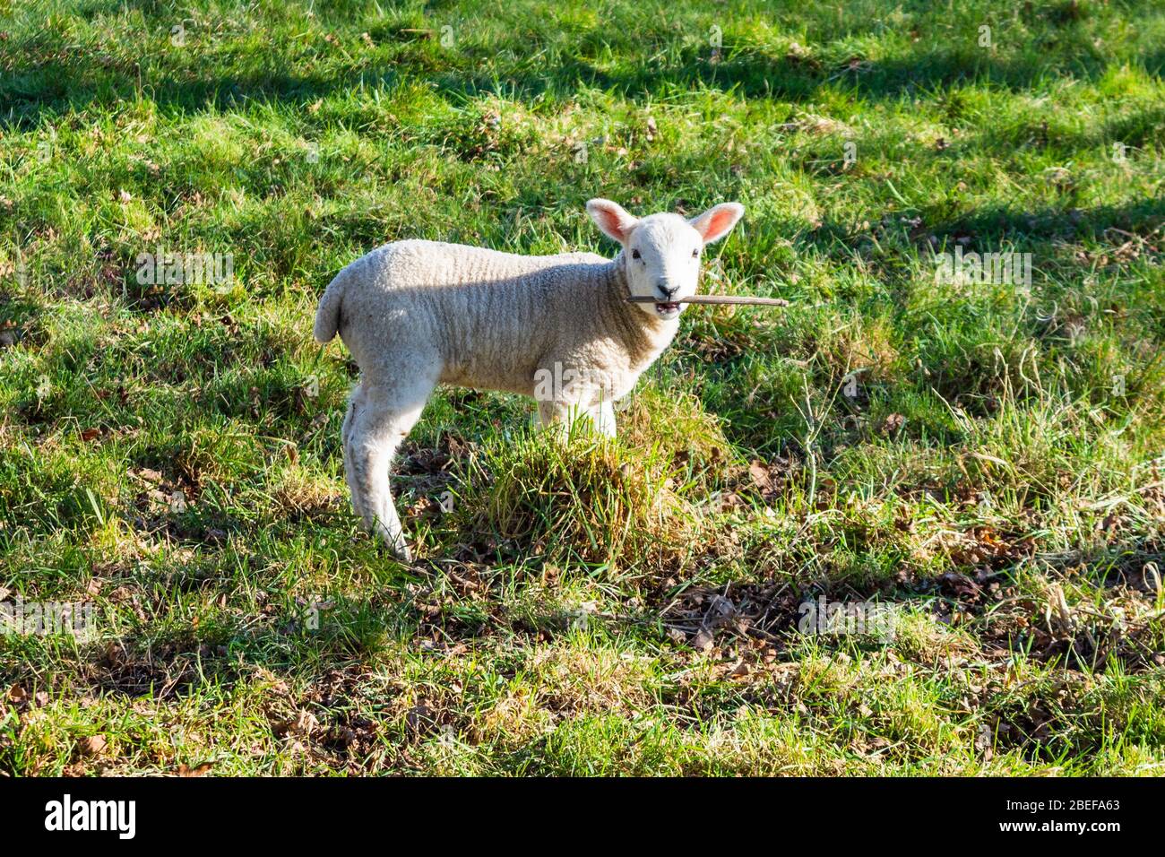 Un agnello giovane che tiene un pareggio di mucca secca che assomiglia ad un bastone nella relativa bocca il senso un cane Foto Stock