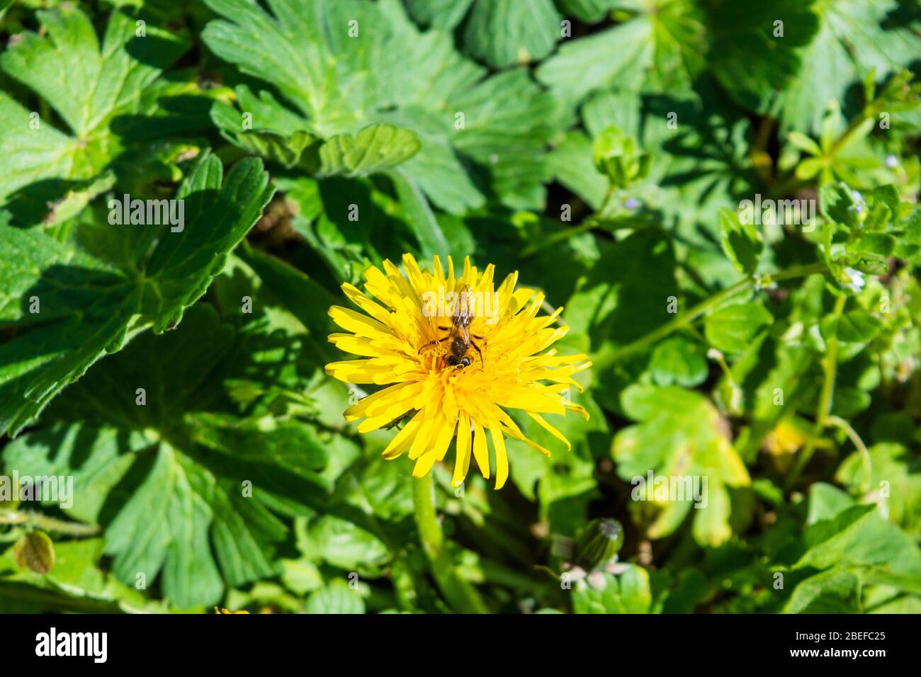 Un'ape o un hoverfly che si nutrono di un fiore di dente di leone, Taraxacum officinale, su uno sfondo di foglie verdi Foto Stock