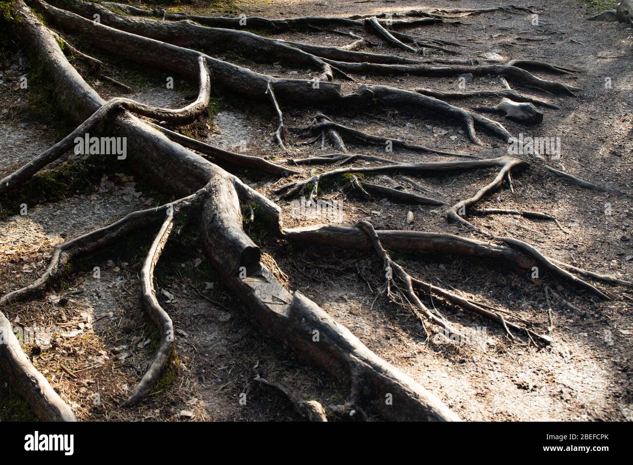 Radici di pino nel parco nazionale Repossesi, Finlandia, Foto Stock