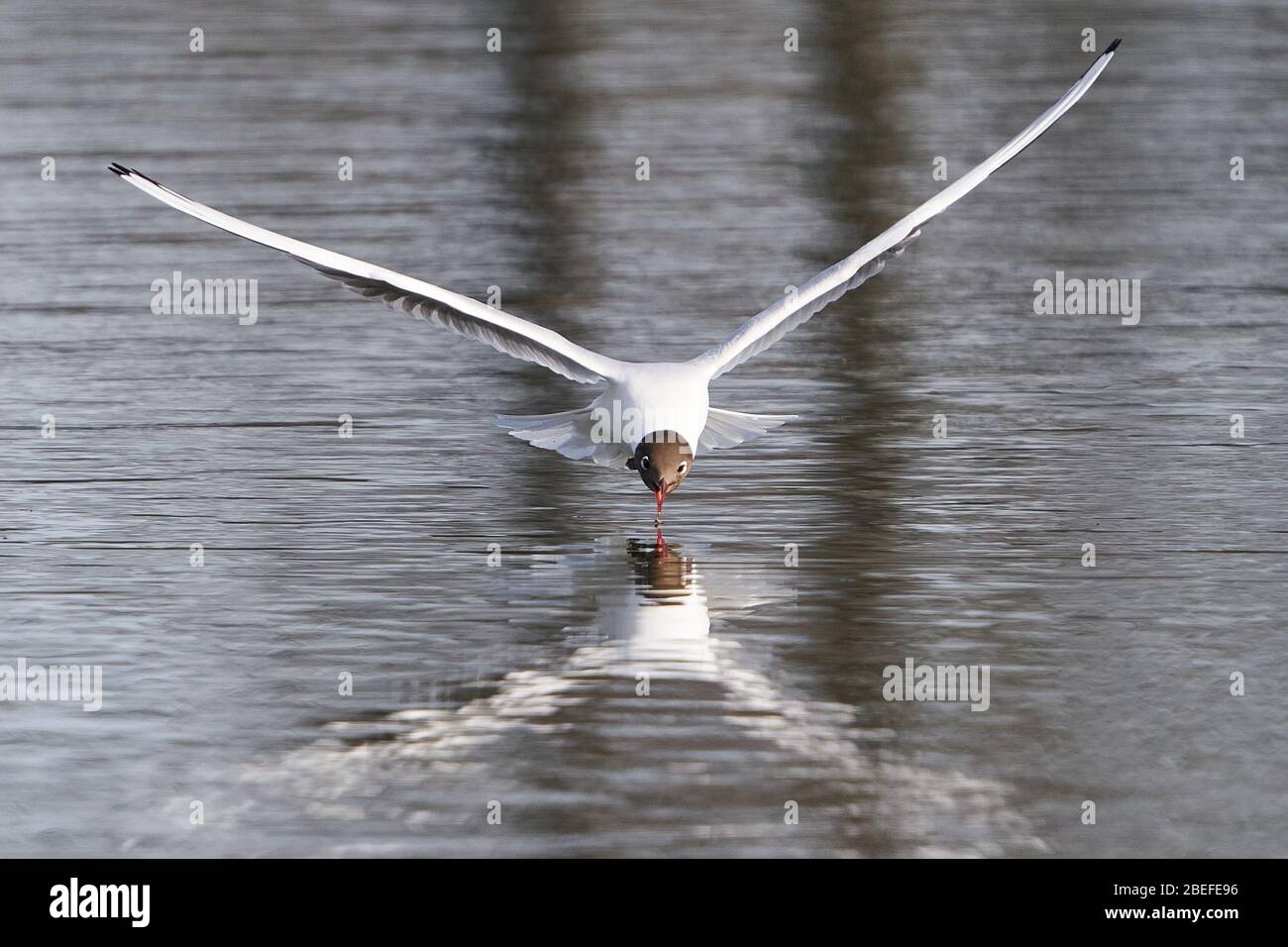Gabbiano a testa nera in volo che cattura insetti sulla superficie dell'acqua Foto Stock
