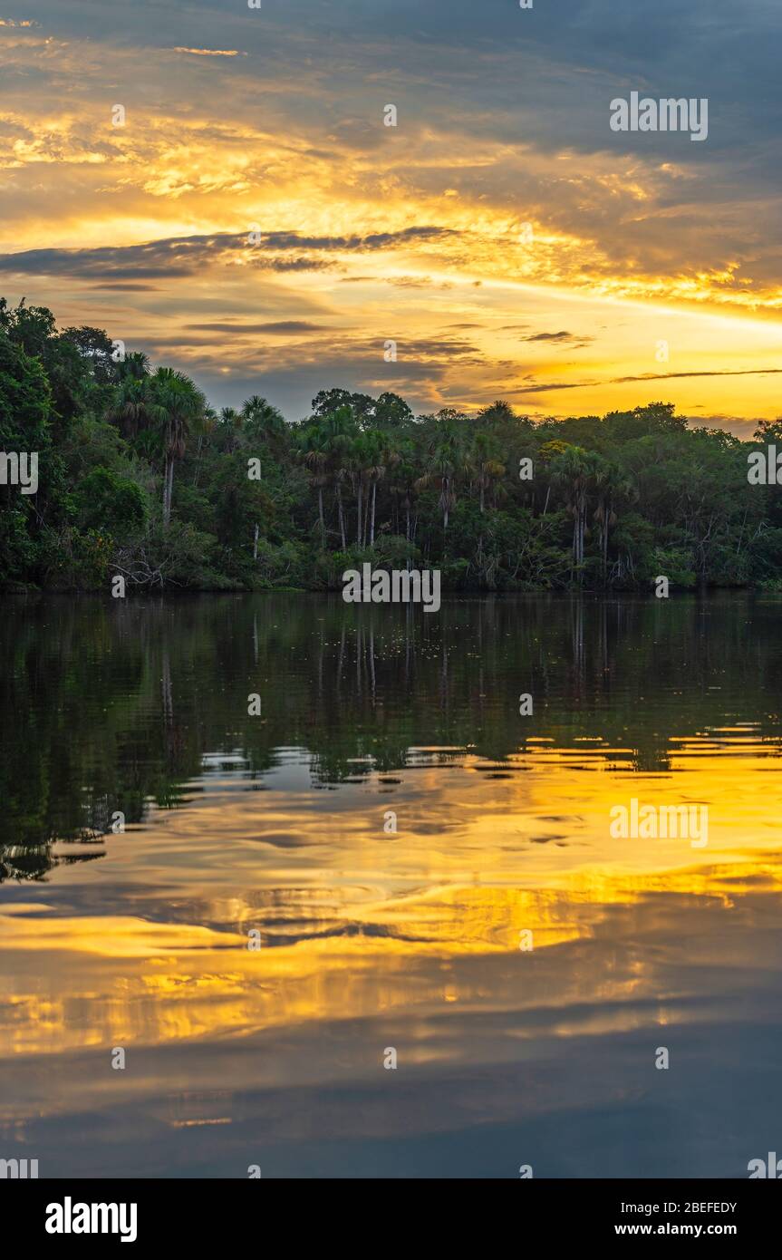 Verticale Amazon Rainforest Sunset Reflection all'interno del parco nazionale Yasuni, Ecuador. Foto Stock