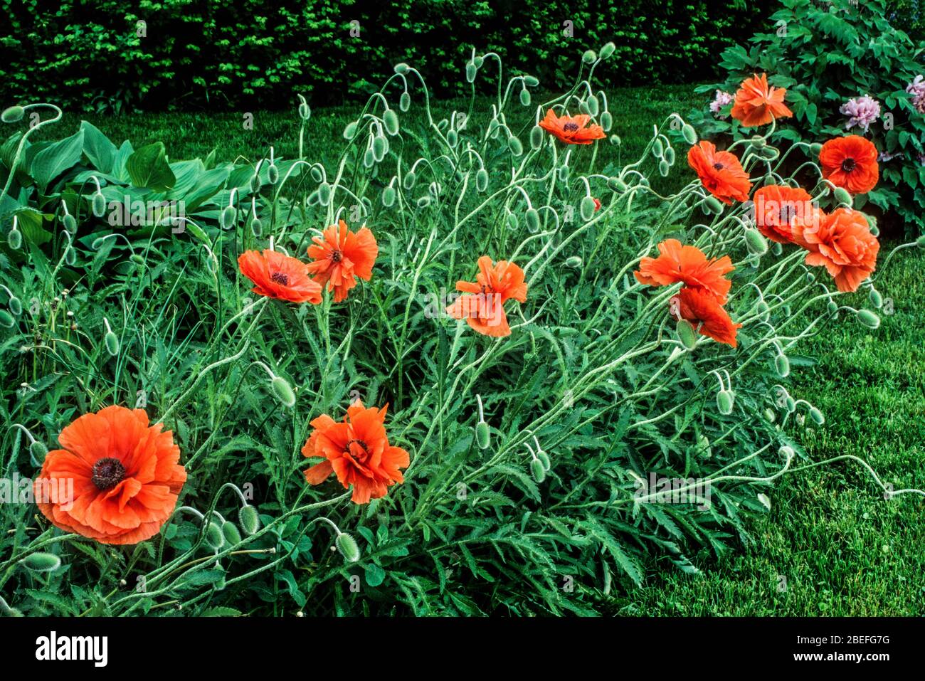 Orange Oriental Poppies, Lancaster County, Pennsylvania, USA, Pa immagini giardino papaveri immagini Pa Foto Stock
