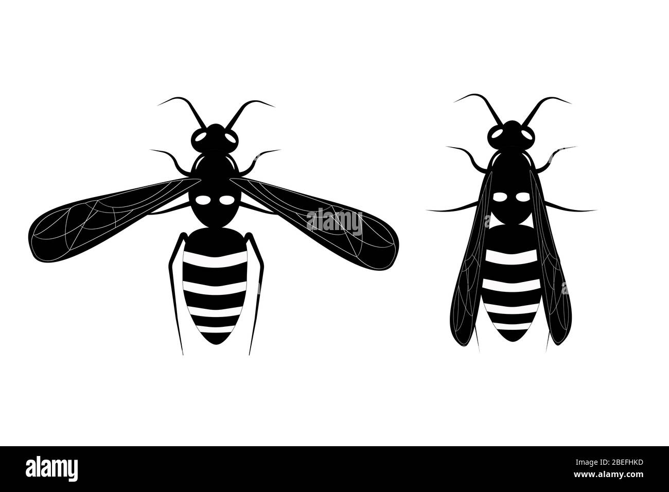 Wasp. Volanti Ape di miele. Illustrazione botanica. Animale di insetto, esotico. Vettore isolato su sfondo bianco. Illustrazione Vettoriale